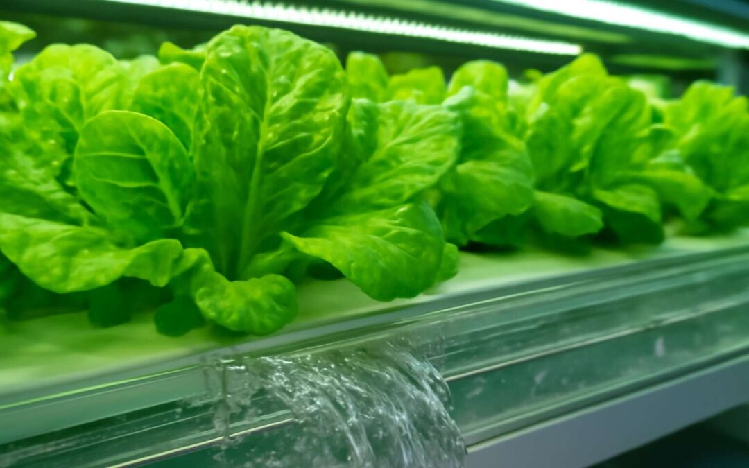 Boost Yields with Smart Tips on hydroponic system water flow