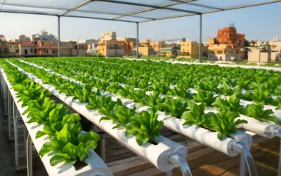 Why hydroponic system in india is revolutionizing urban farming and yields