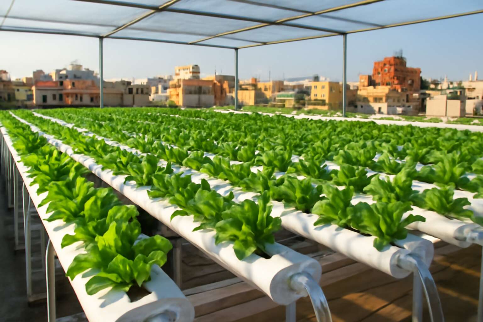 hydroponic system in india