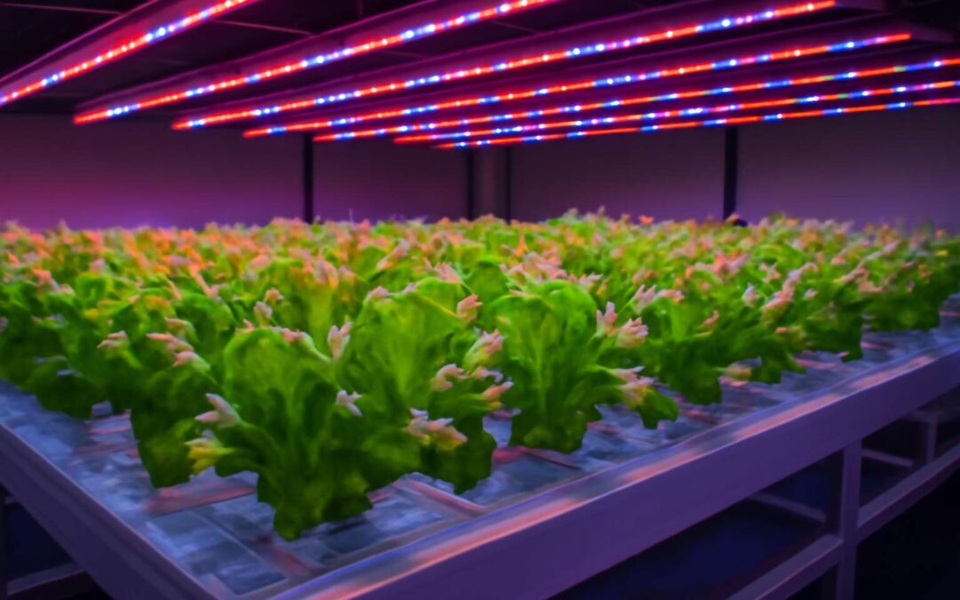 Rapid hydroponics experiment: grow herbs in 7 days and maximize space.