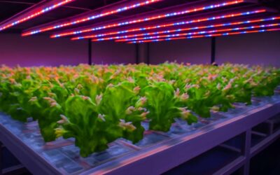 Rapid hydroponics experiment: grow herbs in 7 days and maximize space.