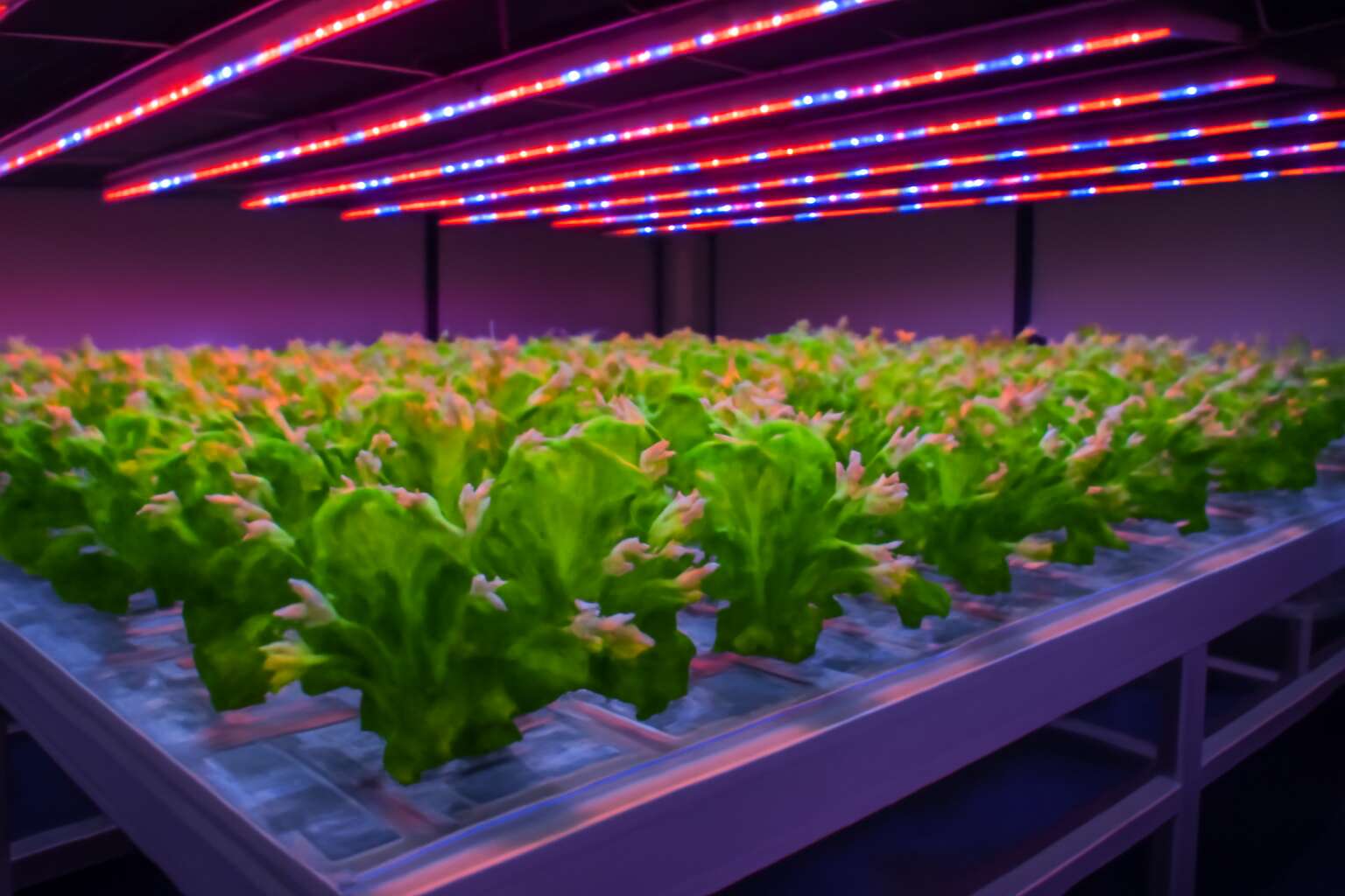 generated_image_6a3a5dbf2278b.jpg hydroponics experiment