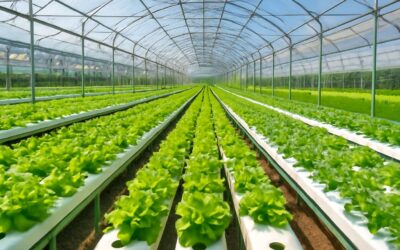 Urban farming blooms with hydroponic system thailand delivering year-round fresh produce