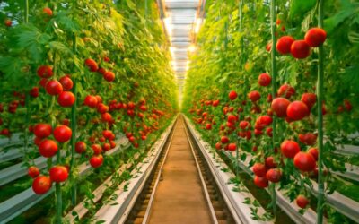 Boost yields and flavor with hydroponics farming tomatoes: a modern soil-free guide.