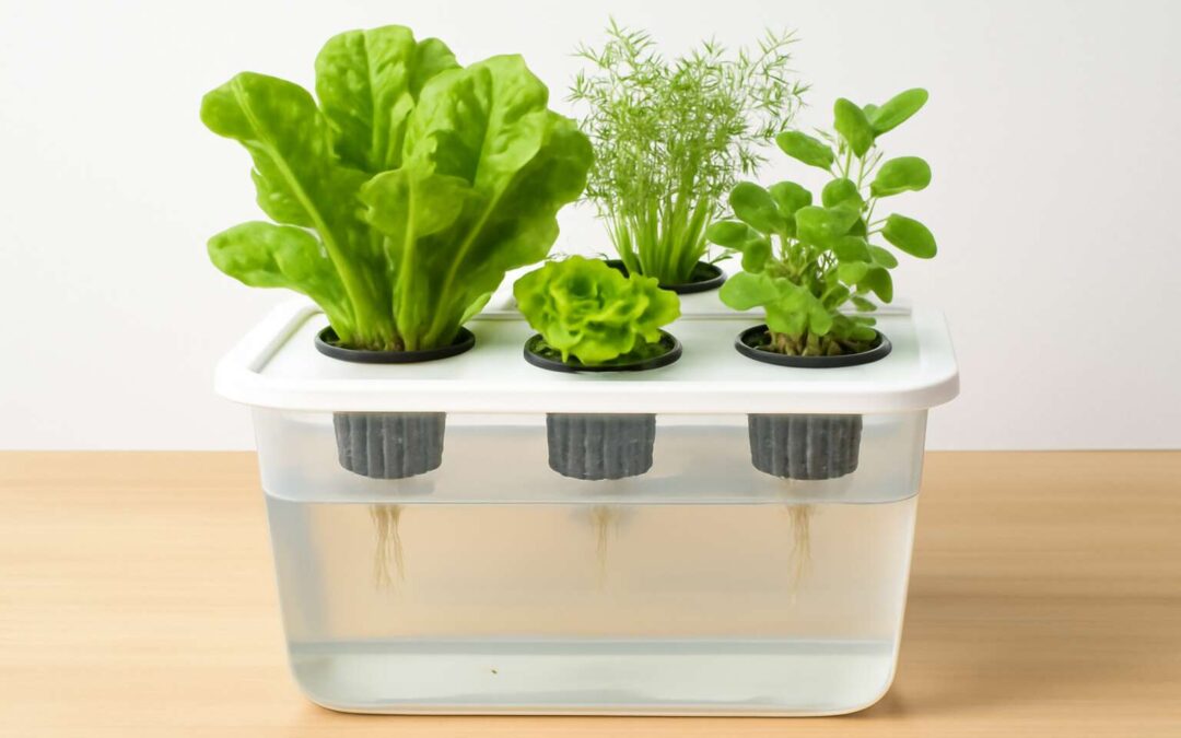 Unleash Fast Growth with hydroponics kratky: Simple, Efficient Soilless Gardening