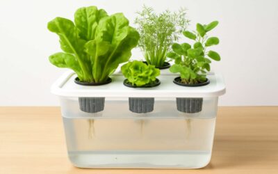 Unleash Fast Growth with hydroponics kratky: Simple, Efficient Soilless Gardening