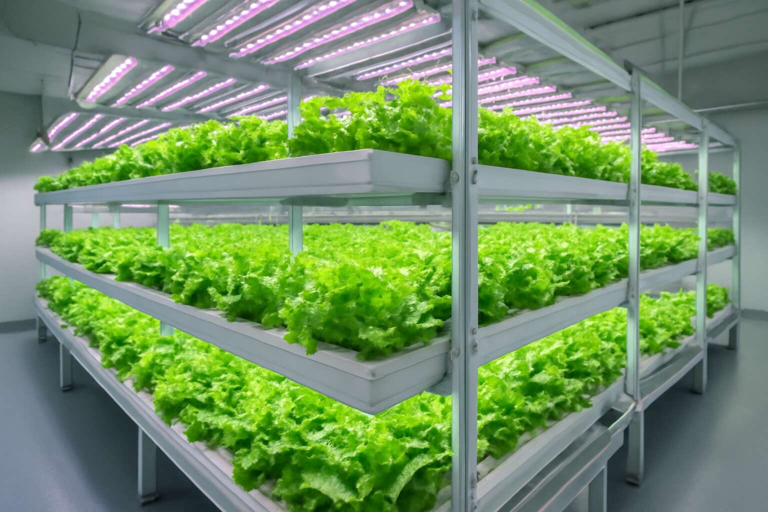 generated_image_6a64d21b730a3.jpg hydroponics advantages