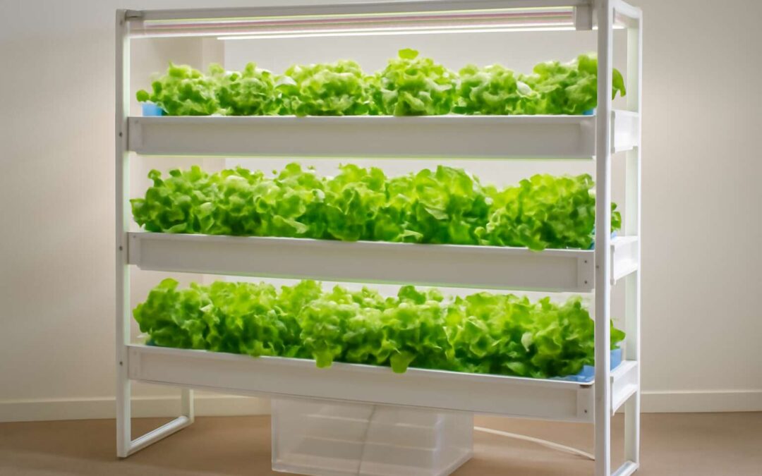 Create your own hydroponic system build for easy, tasty greens at home.