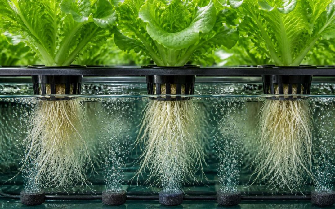 Hydroponic system deep water culture, grow bigger, faster.