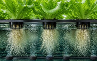 Hydroponic system deep water culture, grow bigger, faster.