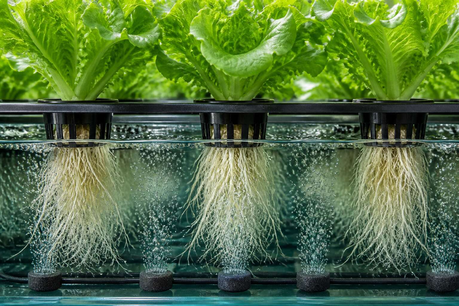 hydroponic system deep water culture