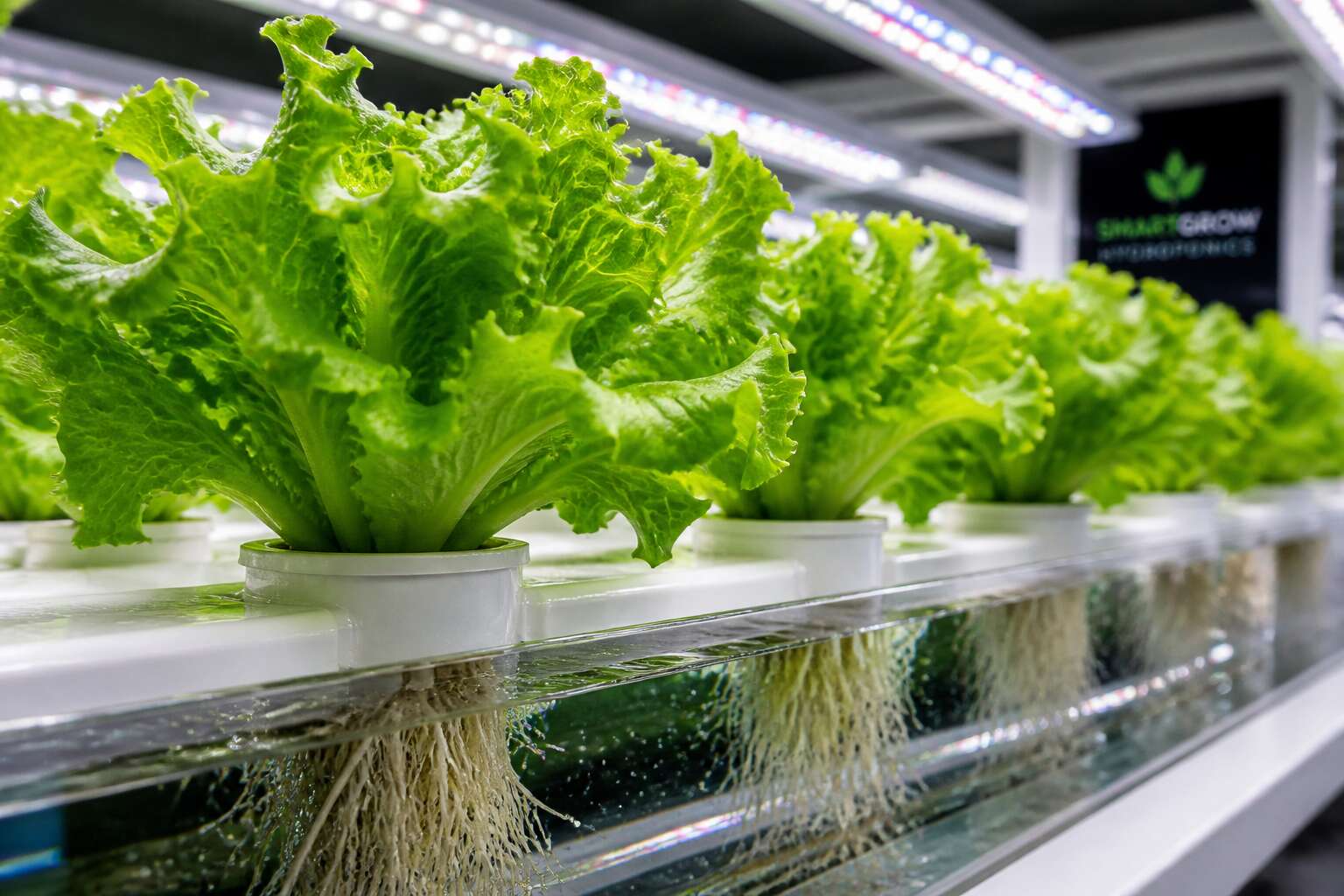 hydroponics explained